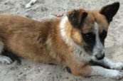 Слепой песик из Днепропетровска нашел хозяев. в Харькове