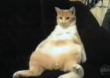И снова смешные коты