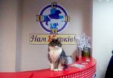 Зимний талисман – наша кошка Снежа!