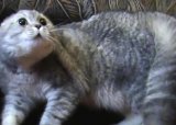 Говорящий кот Тихон