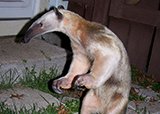 Каких животных принято держать дома в разных странах мира