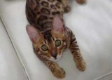 Животное месяца живет в ЦСВМ-Харьковская