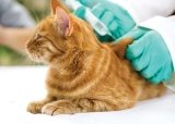 Вакцинация котов