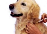 Зачем нужна вакцинация нашим домашним животным?