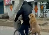 Собака катается на велосипеде