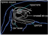 Патології передміхурової залози у собак
