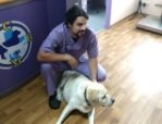 Возьми собаку на работу