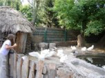 Прогулка со зверятами