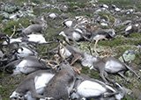 Рогате кладовище