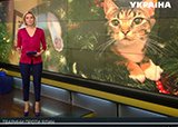 Как уберечь домашнего любимца от новогодних травм?