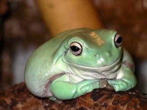 Интересное о животных