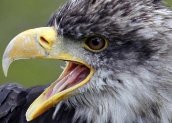 В НАХе — дикие животные