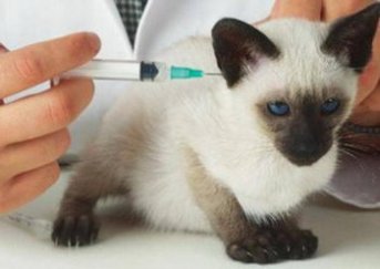 БЕСПЛАТНАЯ вакцинация от бешенства