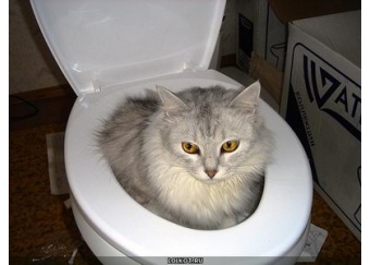 Кот и туалет))