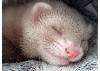 Веселые воришки