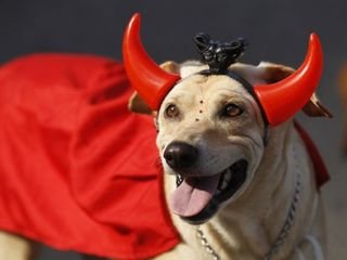 СОБАЧИЙ КАРНАВАЛ В РИО-ДЕ-ЖАНЕЙРО