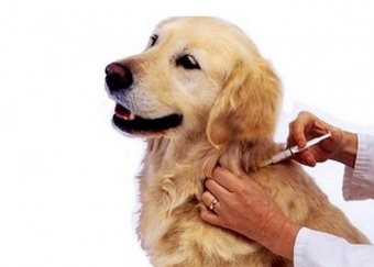 Зачем нужна вакцинация нашим домашним животным?