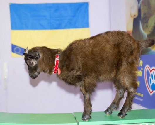 Козленок