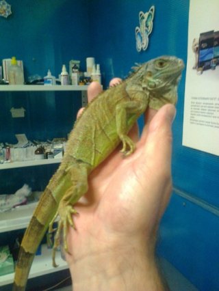 Красавчик Игуана