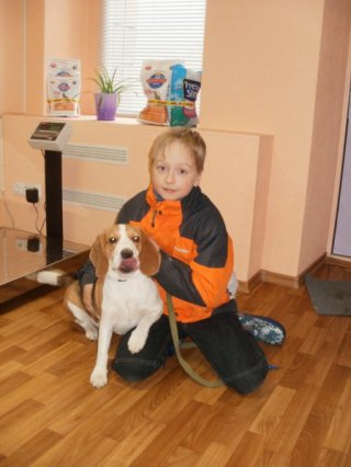 Бигль Маура, хозяин Денис