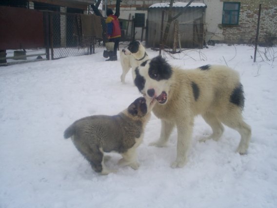 Ну дай попробовать