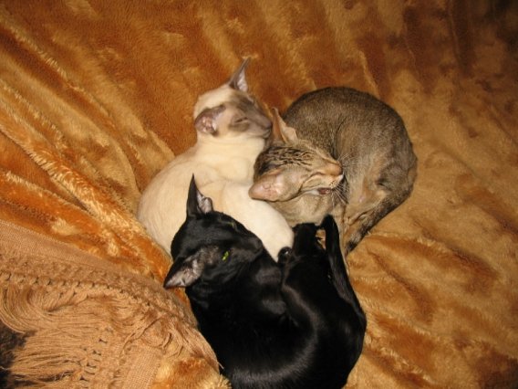 United of colors