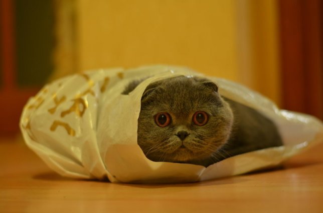Скотти собрался за покупками