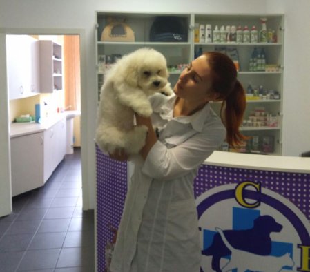 Бышон фрізе Шон