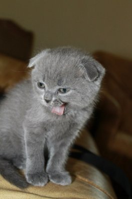 кот Жорик