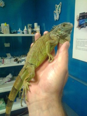 Красавчик Игуана
