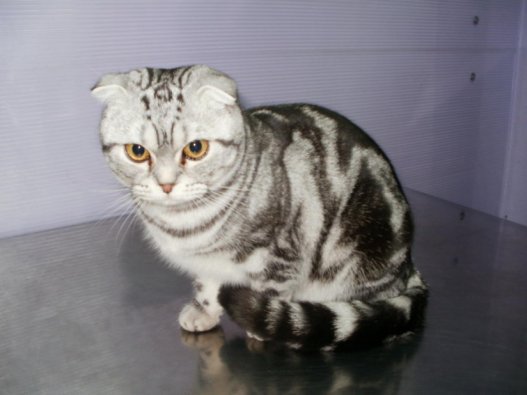 Кошка Флорис