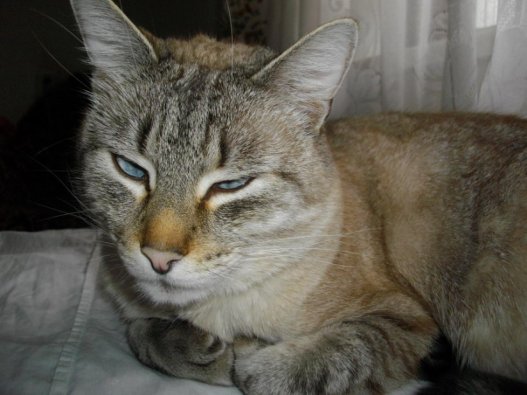 Кот Лиссон отдыхает