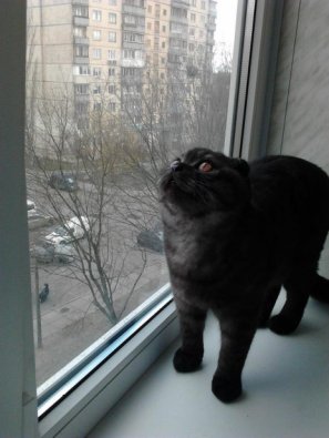 Это была птичка