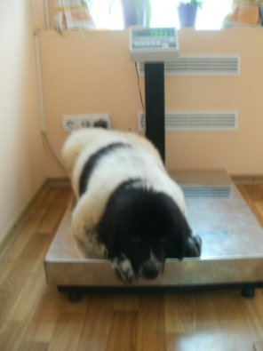 Опять лишний вес