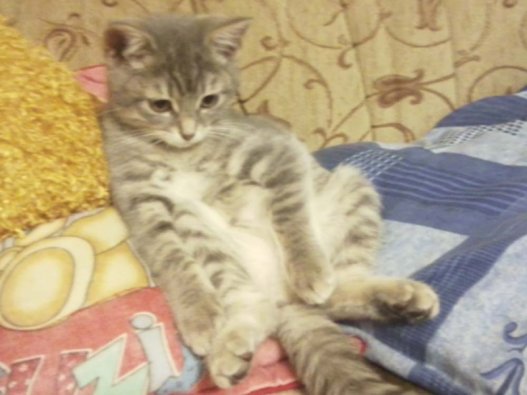 Сима смотрит телевизор