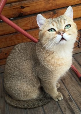 Финик