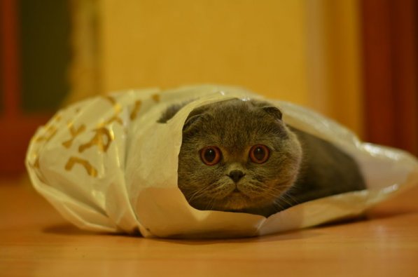 Скотти собрался за покупками