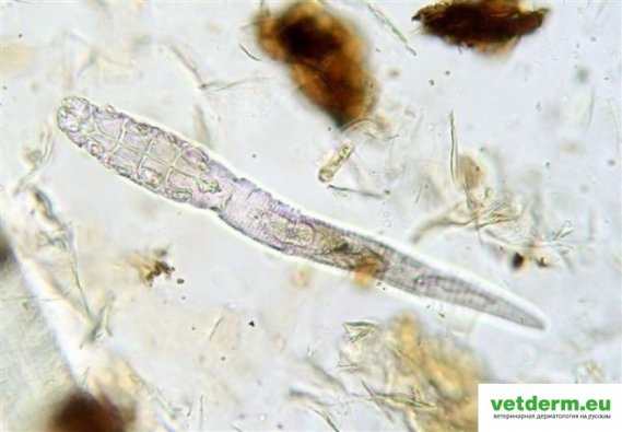 Demodex cati Demodex cati