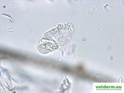 Demodex gatoi Demodex gatoi