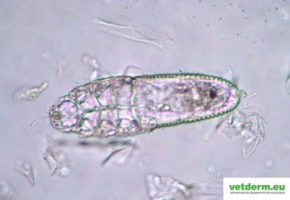 Demodex unnamed Demodex unnamed