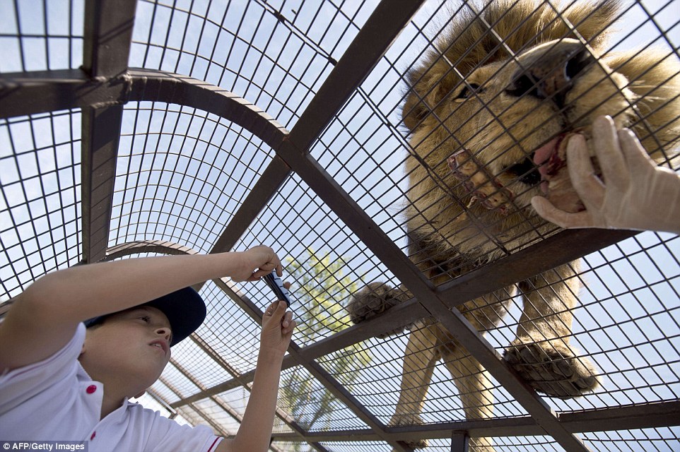 Safari Lion Zoo Safari Lion Zoo