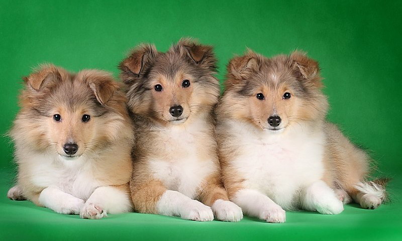 Щенки шелти
