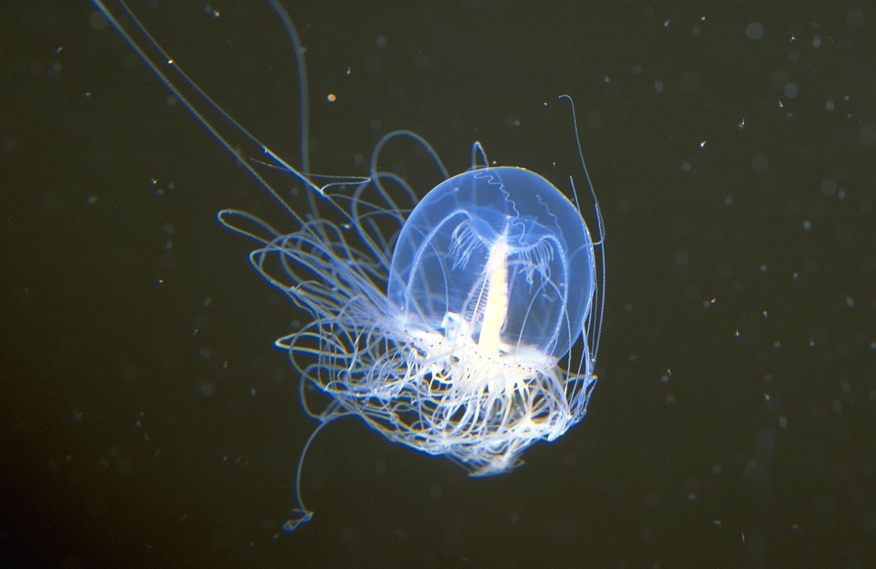 meduza