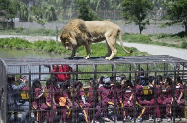 Safari Lion Zoo Safari Lion Zoo