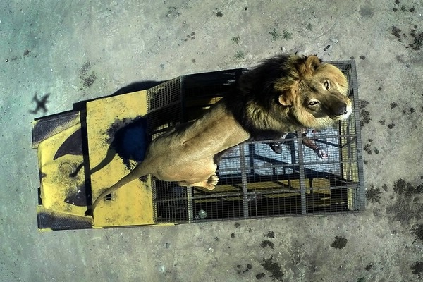 Safari Lion Zoo Safari Lion Zoo