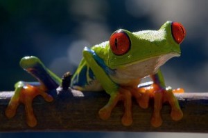На сегодняшний день на Земле известно около 4000 видов лягушек и жаб