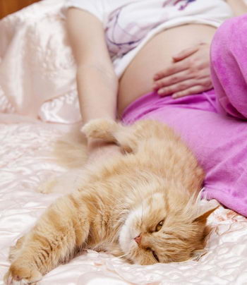 pregnant woman stroking a cat