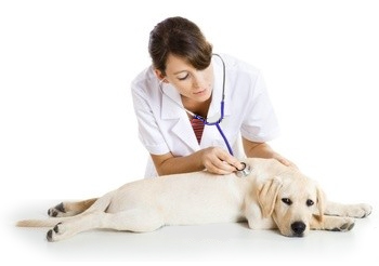 1369234127_priem-veterinara11